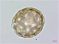 戟葉菜欒藤藏品圖，第4張