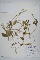 土牛膝藏品圖，第1張