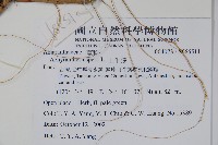 土牛膝藏品圖，第2張