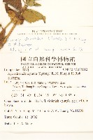 貓腥草藏品圖，第2張