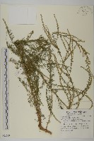 茵蔯蒿藏品圖，第1張