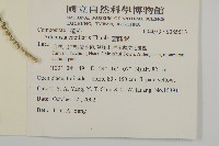 茵蔯蒿藏品圖，第2張