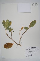 蘭嶼馬蹄花藏品圖，第1張