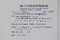 蘭嶼馬蹄花藏品圖，第2張