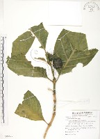 檄樹、諾麗果藏品圖，第1張