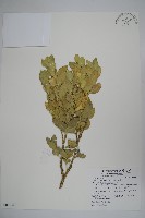 琉球黃楊藏品圖，第1張