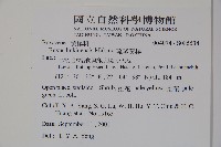 琉球黃楊藏品圖，第2張