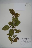 草野氏冬青藏品圖，第1張