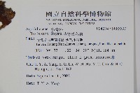 草野氏冬青藏品圖，第2張