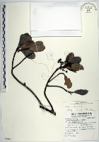 樹杞藏品圖，第1張