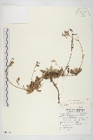 細葉假黃鵪菜藏品圖，第1張