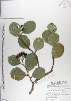 呂宋毛蕊木藏品圖，第1張