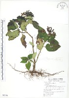 小花蛇根草藏品圖，第1張