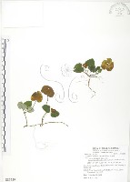 苞花蔓藏品圖，第1張