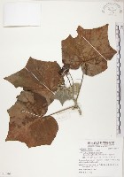 山芙蓉、臺灣山芙蓉、狗頭芙蓉藏品圖，第1張