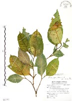 白肉榕藏品圖，第1張