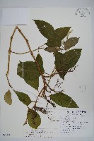 日本牛膝藏品圖，第1張