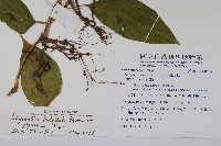 日本牛膝藏品圖，第2張