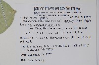 蘭嶼牛皮消、蘭嶼白薇藏品圖，第2張