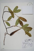 小錦蘭藏品圖，第1張