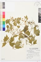 串鼻龍藏品圖，第1張