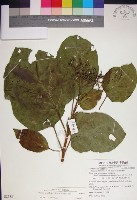 臭娘子藏品圖，第1張