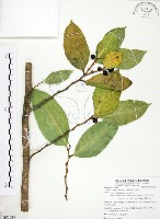 白肉榕藏品圖，第1張