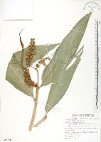 呂宋月桃藏品圖，第1張