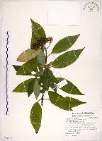 華八仙藏品圖，第1張