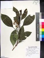 紅頭李欖藏品圖，第1張