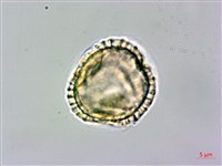 食茱萸藏品圖，第2張