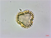 食茱萸藏品圖，第3張