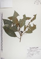 蘭嶼九節木藏品圖，第1張