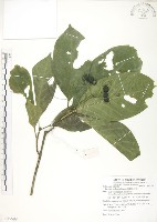 錫蘭玉心花藏品圖，第1張