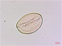 臺灣油點草藏品圖，第1張