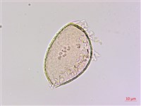 臺灣油點草藏品圖，第2張