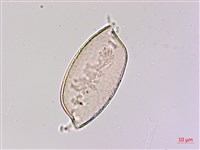 臺灣油點草藏品圖，第3張