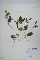 卵葉鱗球花藏品圖，第1張