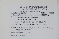 卵葉鱗球花藏品圖，第2張