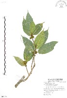 克明榕、屈氏榕、對葉榕、糙葉榕藏品圖，第1張