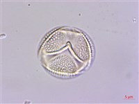 冇骨消藏品圖，第2張