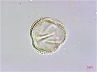 冇骨消藏品圖，第3張