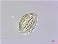 冇骨消藏品圖，第4張