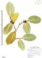 山豬枷藏品圖，第1張