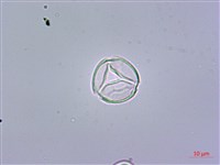 鵝掌藤藏品圖，第1張