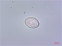 鵝掌藤藏品圖，第2張