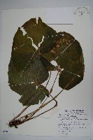 蘭嶼秋海棠藏品圖，第1張