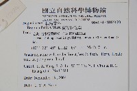 蘭嶼秋海棠藏品圖，第2張