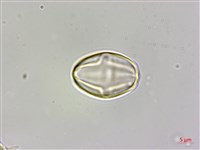 蘭嶼秋海棠藏品圖，第2張