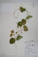 鷗蔓藏品圖，第1張